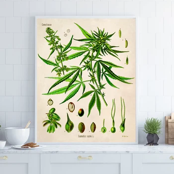 Canabis Ilustrație De Epocă Poster Imprimare Botanică Plantă De Marijuana Panza Pictura Arta De Perete Imagini Living Decor Acasă